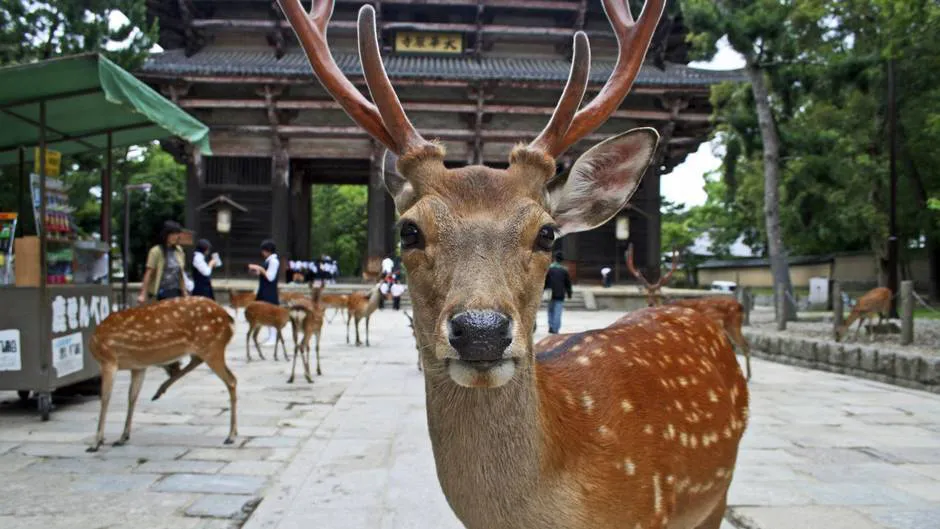 Nara Park